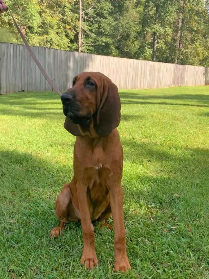 bloodhound trained to locate missing persons