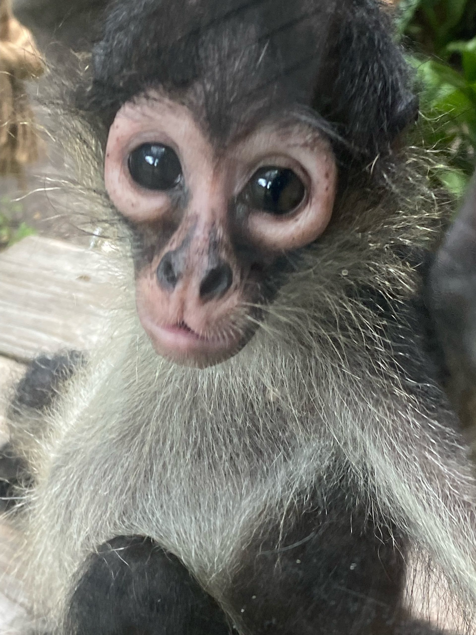 infant spider monkey at central florida zoo; forever fund