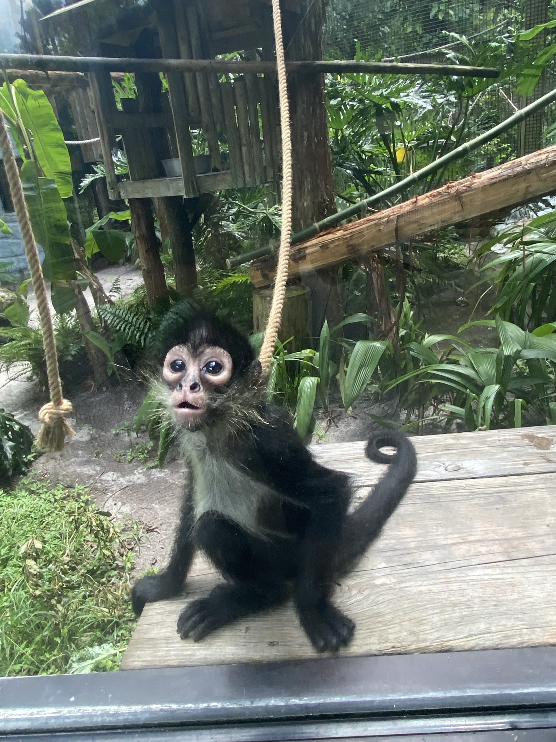 infant spider monkey at central florida zoo; forever fund